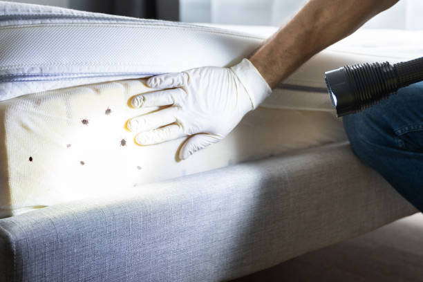 Best Affordable Pest Control Services  in Jackson, KY