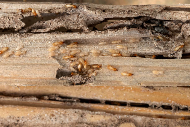 Reliable Jackson, KY Pest Control Solutions
